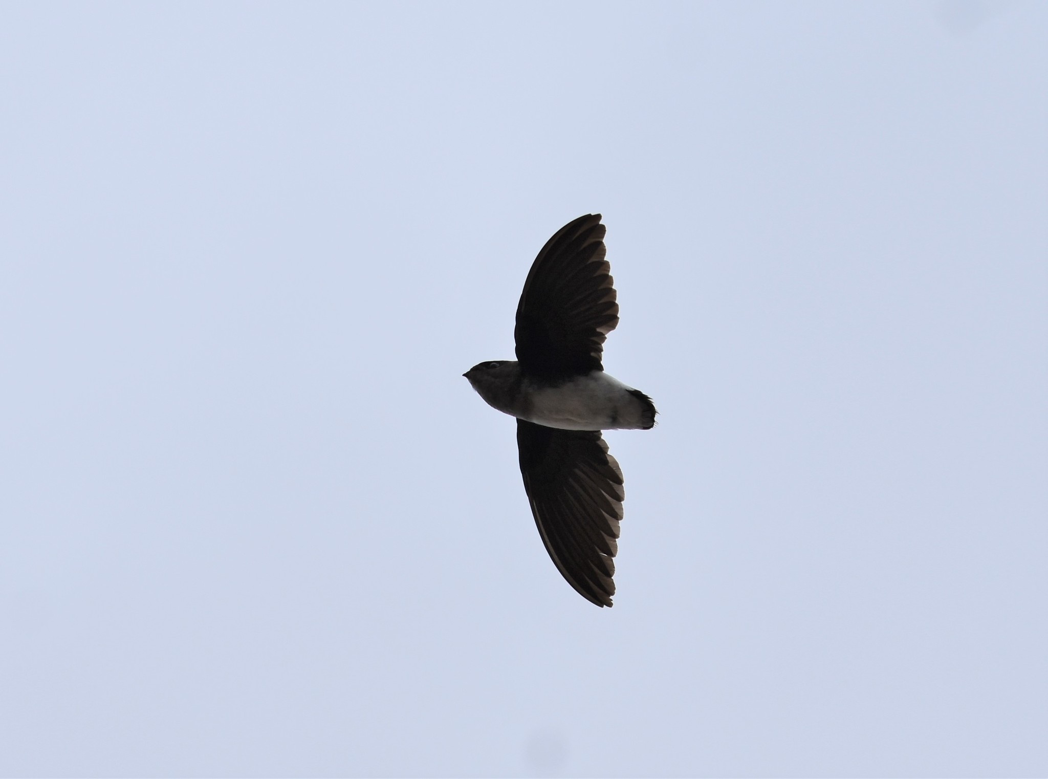 Böhm's Spinetail (Neafrapus boehmi), photo 7