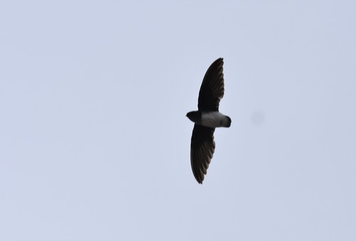Böhm's Spinetail (Neafrapus boehmi), photo 8