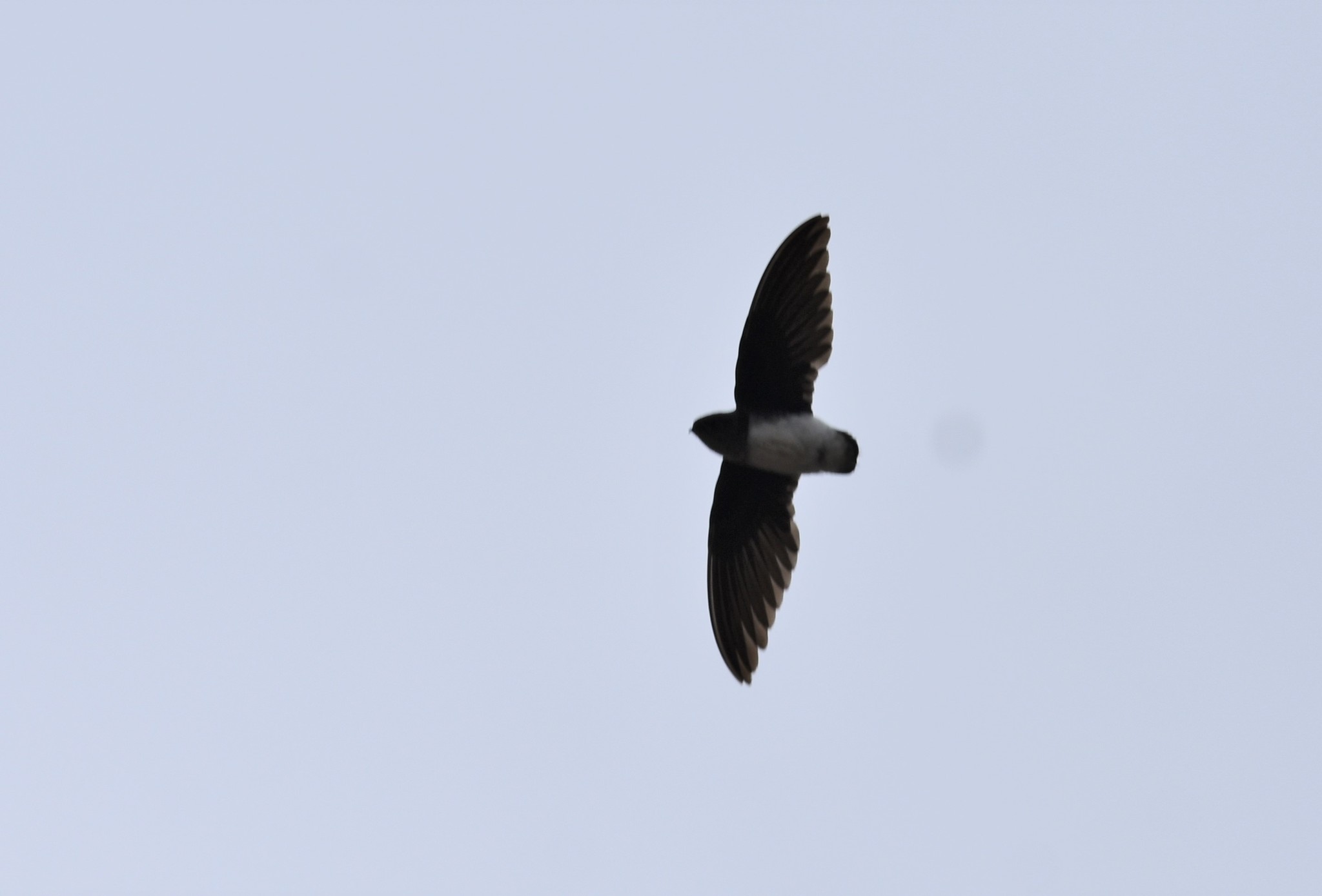 Böhm's Spinetail (Neafrapus boehmi), photo 8