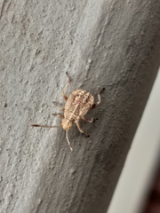 Stictopleurus scutellaris