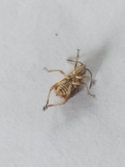 Stictopleurus scutellaris