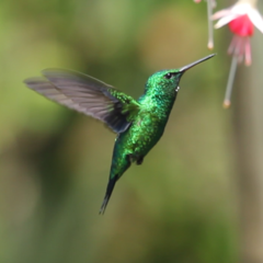 Chlorostilbon melanorhynchus