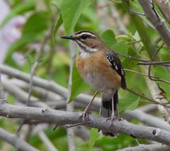 Cercotrichas quadrivirgata