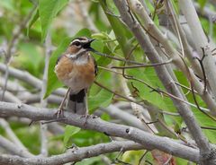 Cercotrichas quadrivirgata