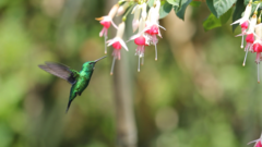 Chlorostilbon melanorhynchus