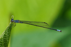 Acanthagrion trilobatum