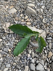 Castanopsis formosana