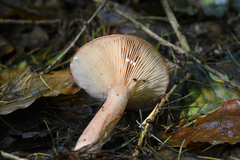 Lactarius rufus