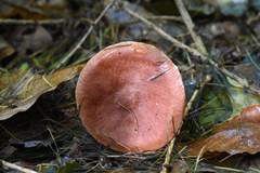 Lactarius rufus