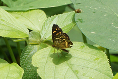 Anthanassa drusilla