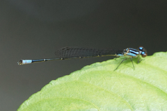 Acanthagrion trilobatum
