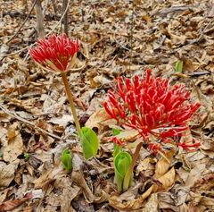 Scadoxus