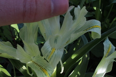Iris palaestina