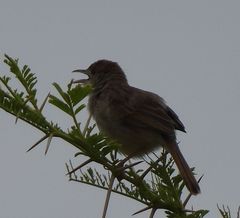 Cisticola chiniana