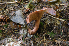 Lactarius rufus