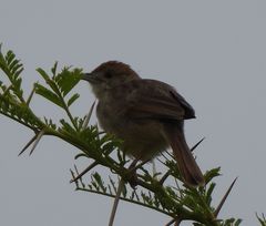 Cisticola chiniana