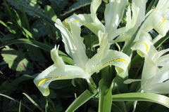 Iris palaestina