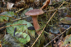 Lactarius rufus