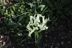 Iris palaestina