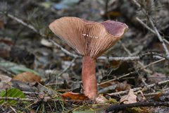 Lactarius rufus