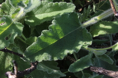 Salvia dominica