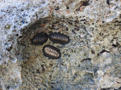 Acanthopleura