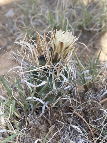 Sclerocactus papyracanthus