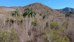 Pseudophoenix vinifera