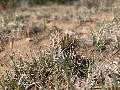 Sclerocactus papyracanthus