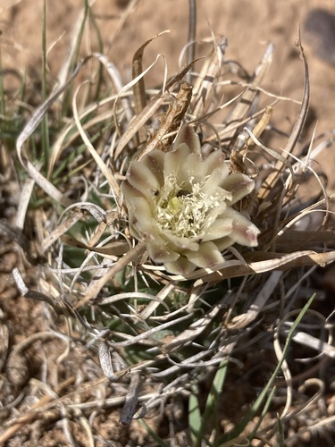 Sclerocactus papyracanthus