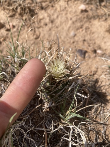 Sclerocactus papyracanthus