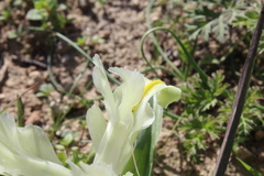Iris palaestina