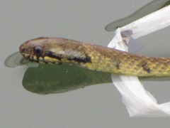 Erythrolamprus epinephalus fraseri