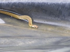 Erythrolamprus epinephalus fraseri