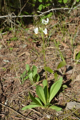 Primula meadia
