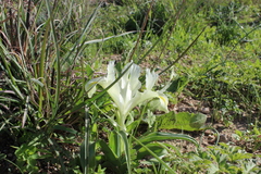Iris palaestina