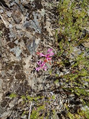 Clarkia concinna