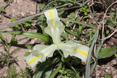 Iris palaestina