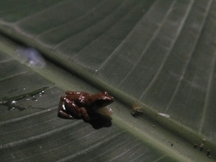 Pseudophilautus wynaadensis