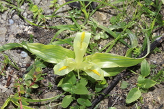 Iris palaestina