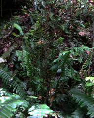Blechnum norfolkianum