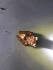 Pseudophilautus wynaadensis