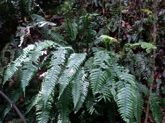 Blechnum norfolkianum