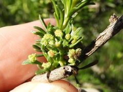 Eriophyes adenostomae