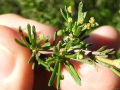Eriophyes adenostomae