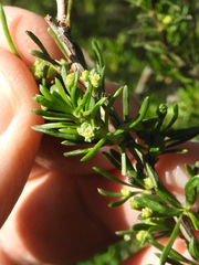 Eriophyes adenostomae
