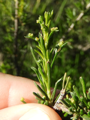 Eriophyes adenostomae
