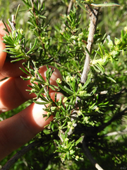 Eriophyes adenostomae