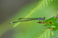 Acanthagrion trilobatum