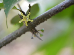 Canthium angustifolium
